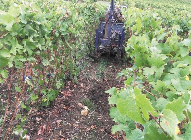 Arrachage de pieds morts - Travaux mécaniques vignes